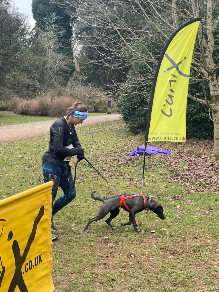Soph running with a black greyhound at a Cani-X event