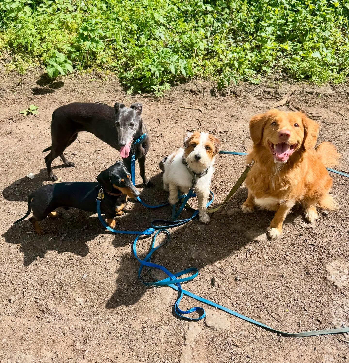 Four dogs sitting after a walk