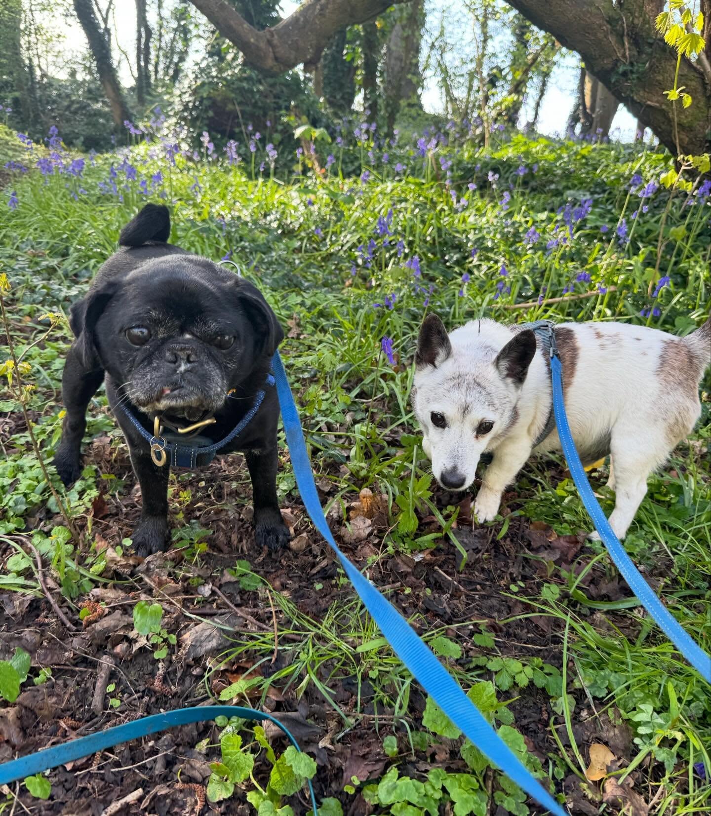 A pug and a Jack Russell amongst the bluebells