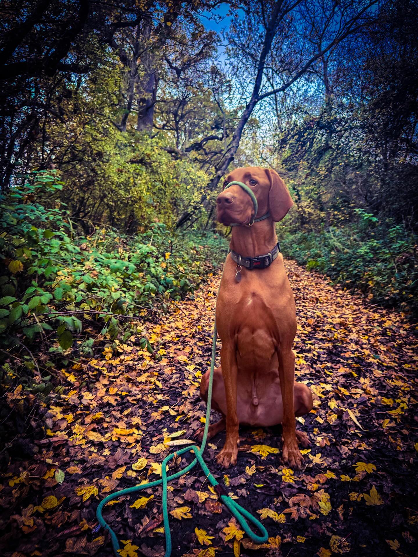 A vizsla amongst autumn leaves on a woodland walk