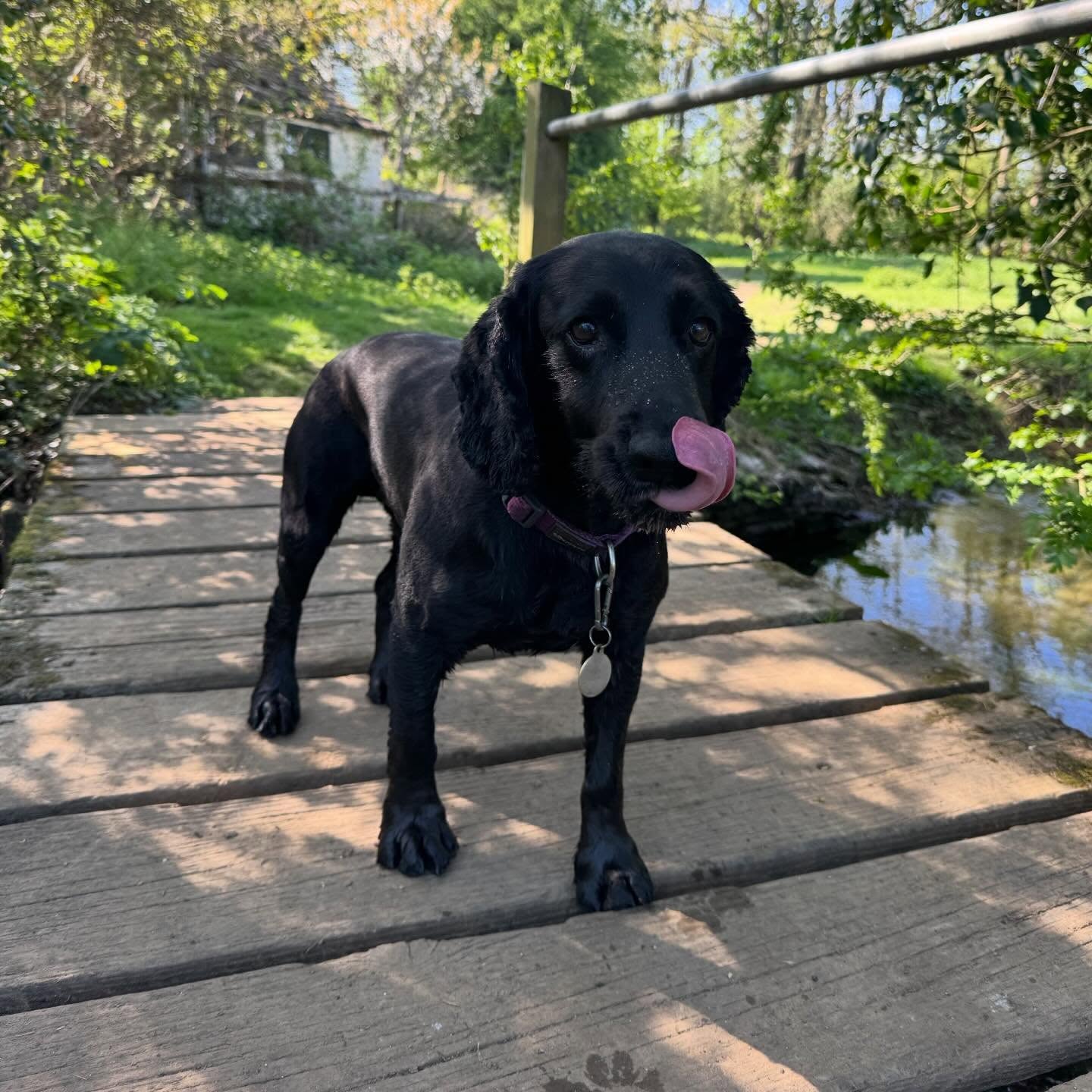 A black spaniel standing on a wooden bridge