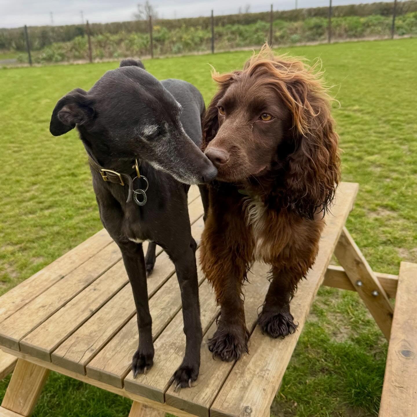 A greyhound and a chocolate spaniel together on a picnic bench