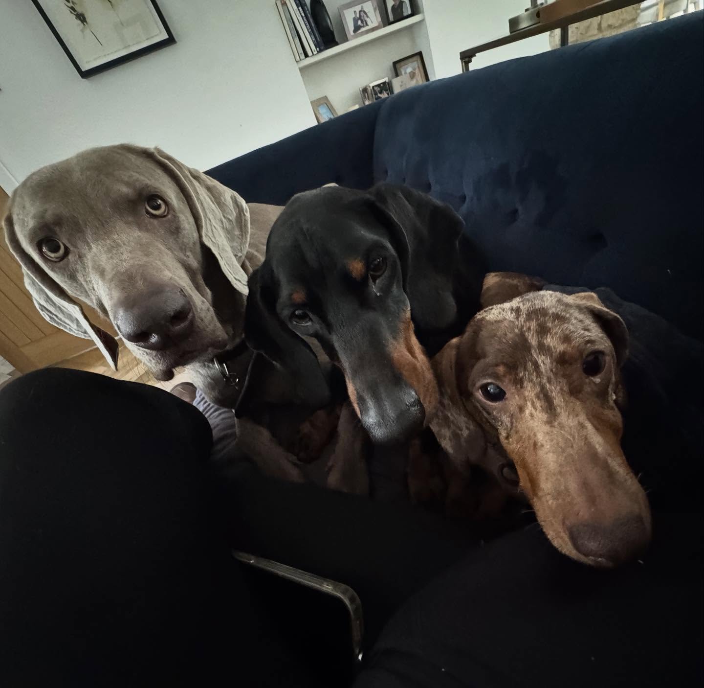 Three dogs piled together on a navy sofa