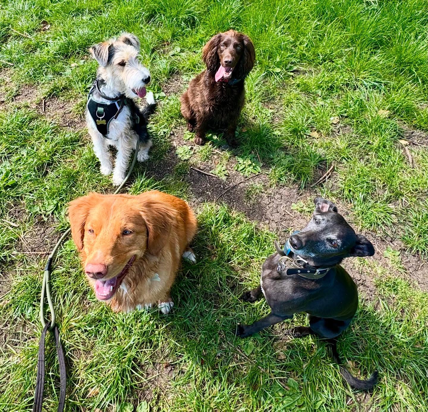 Four happy dogs sitting together on the grass