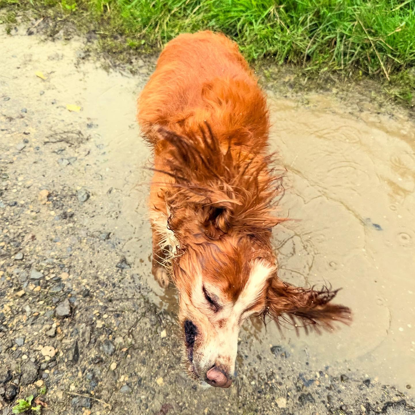 A red retriever splashing through a puddle on a country walk