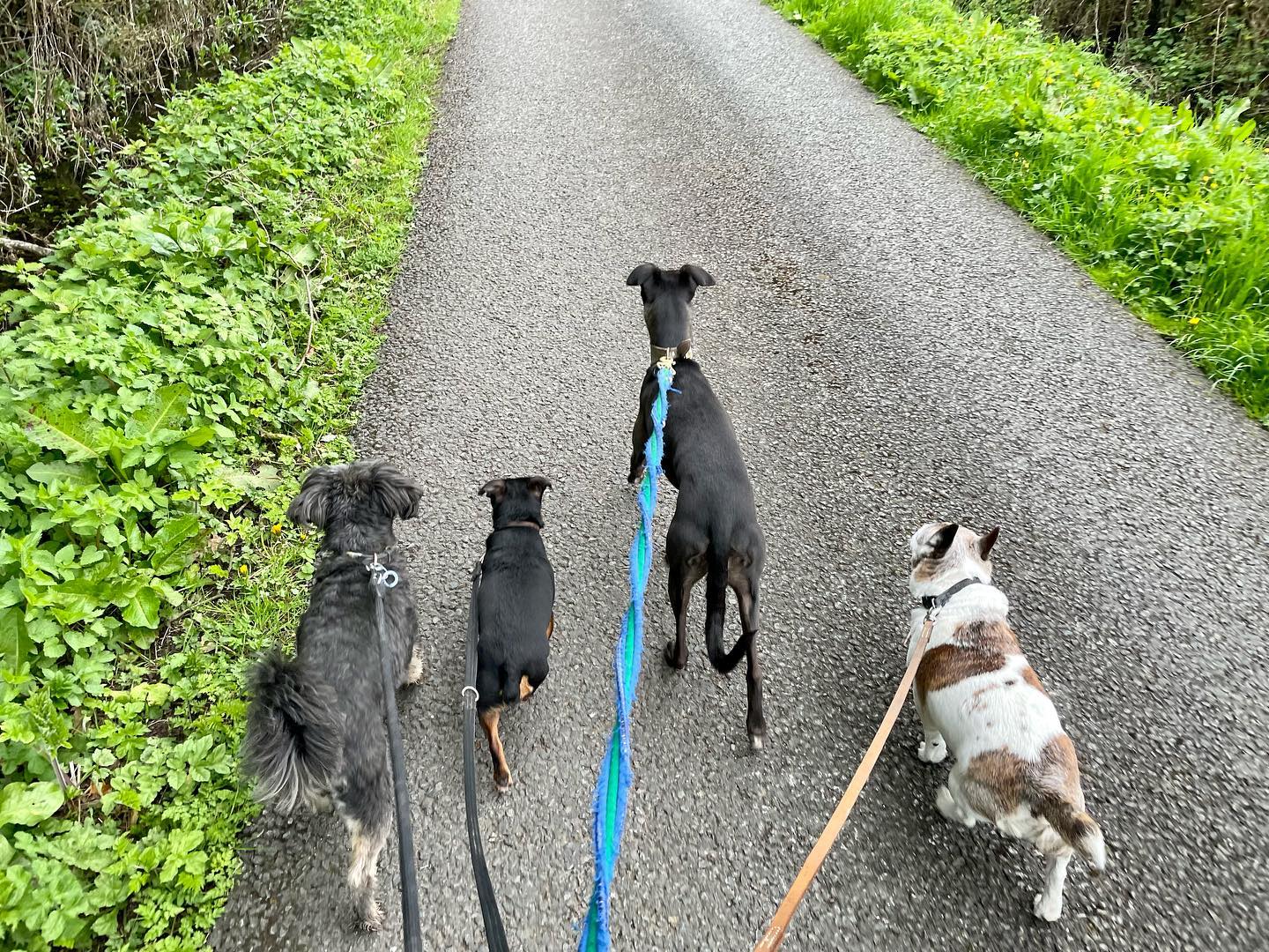 Four dogs walking on lead along a country lane