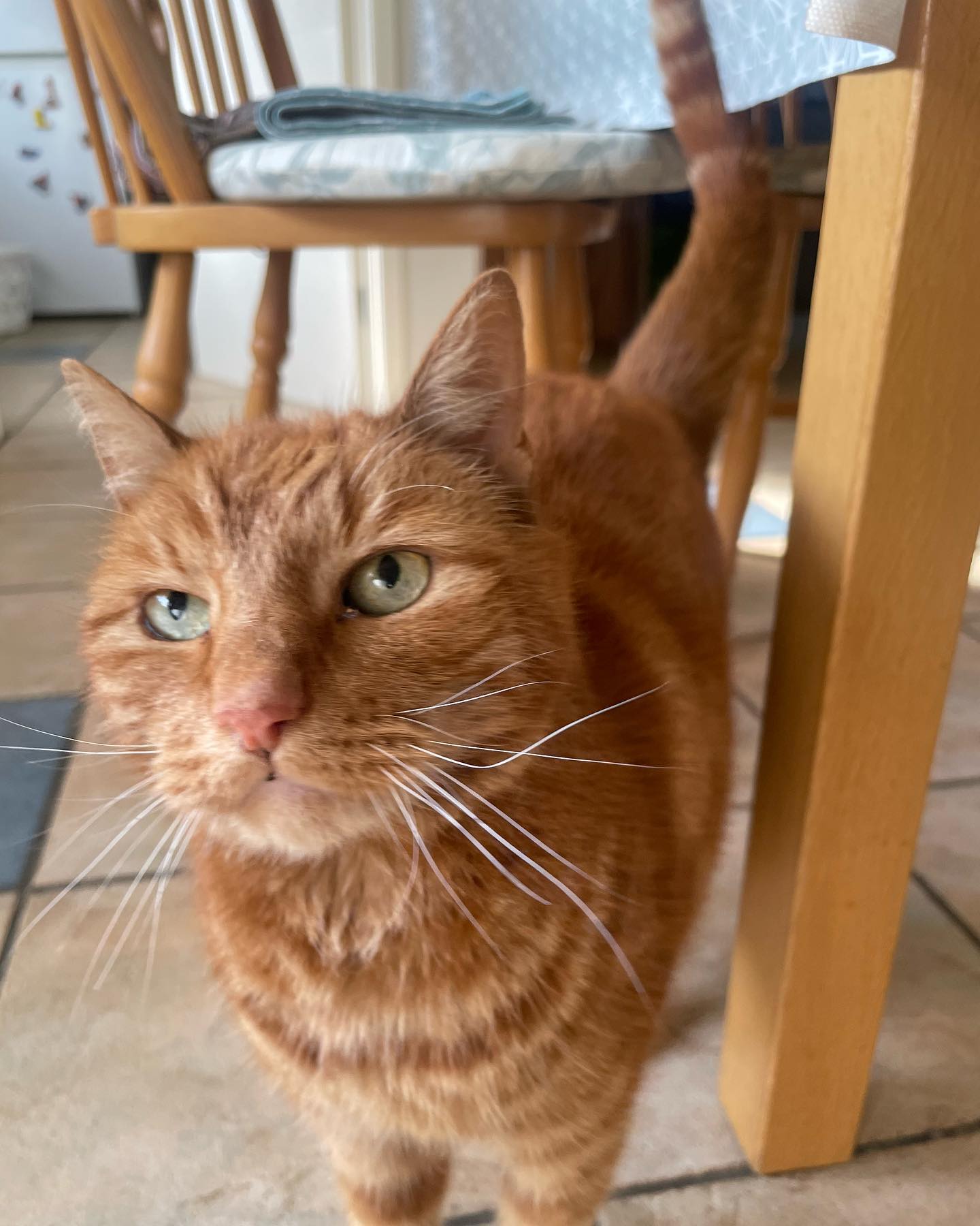 Ginger cat looking up to camera