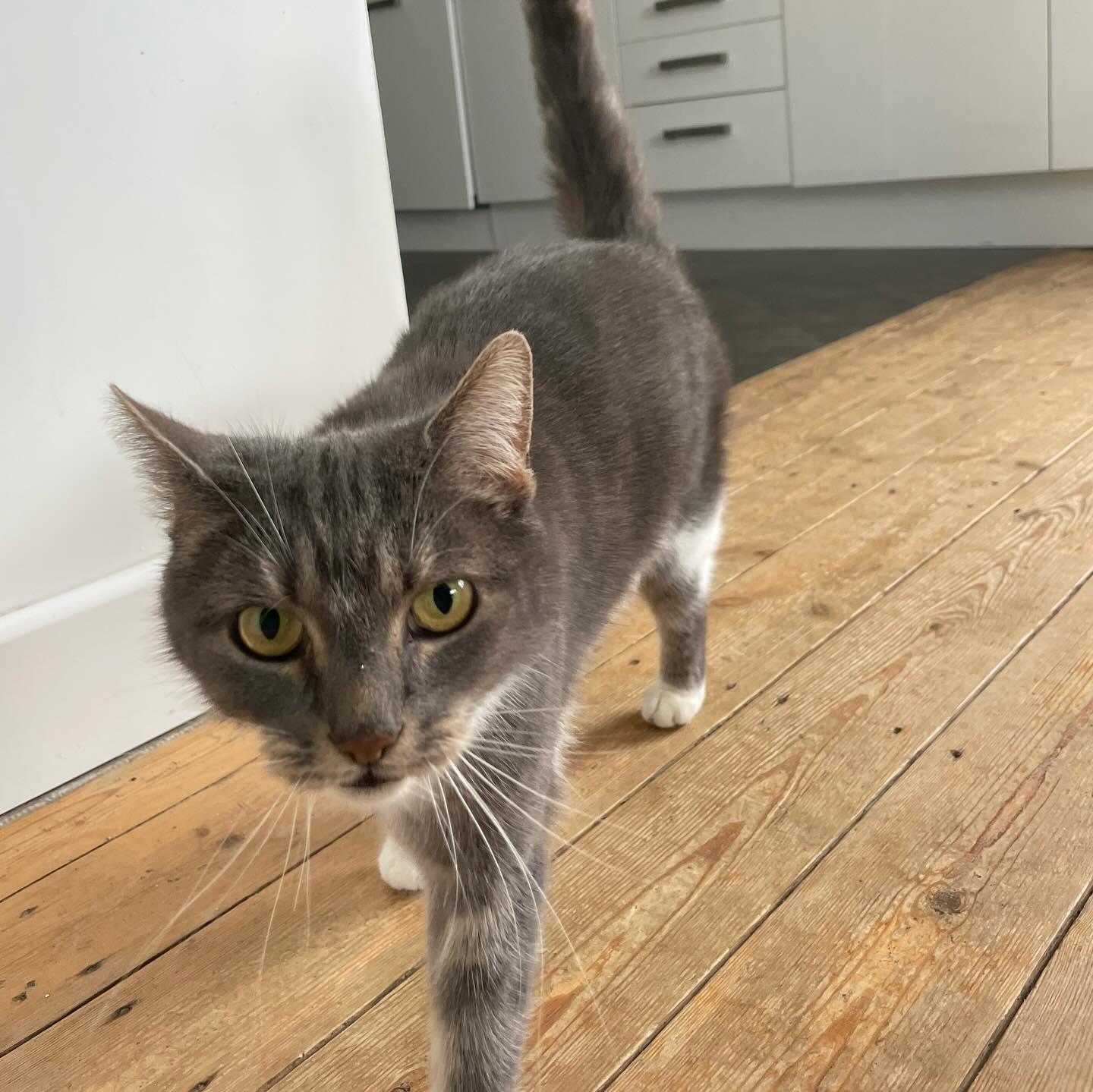 Grey cat in the kitchen