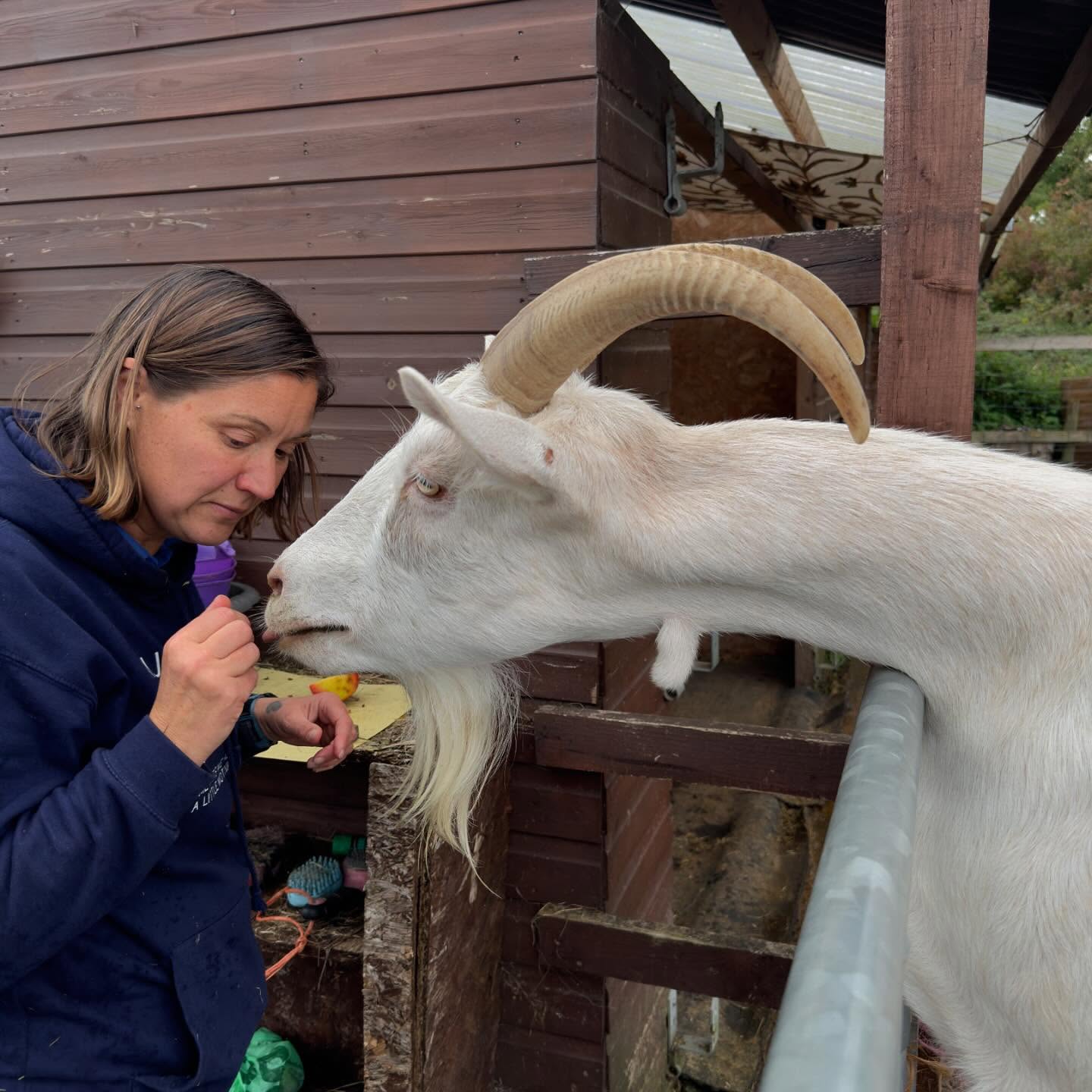 Soph feeding a friendly goat